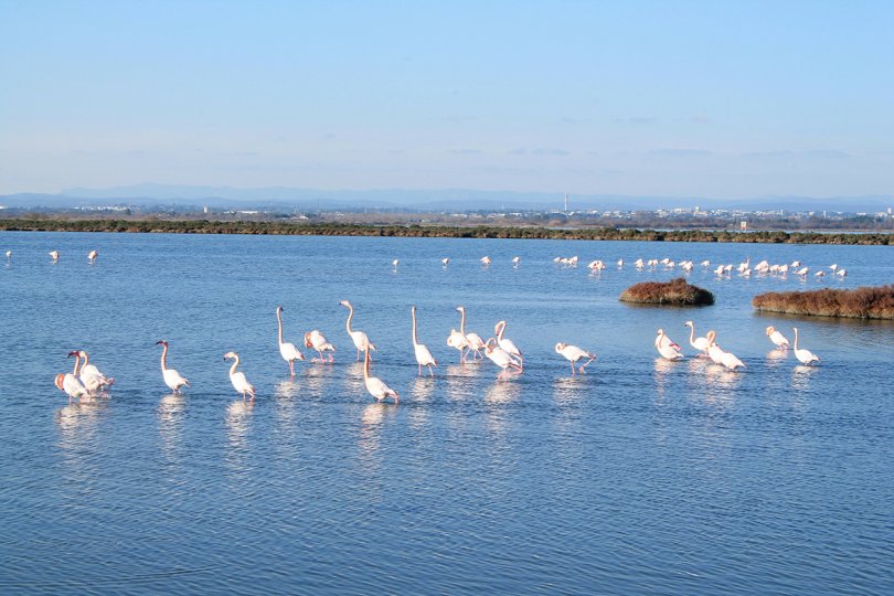 Pink flamingo in the Grec lagoon in Palavas les flots in the south of Montpellier, France