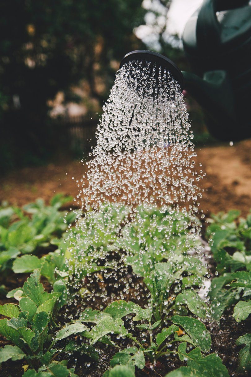 plantes en train d'être arrosée