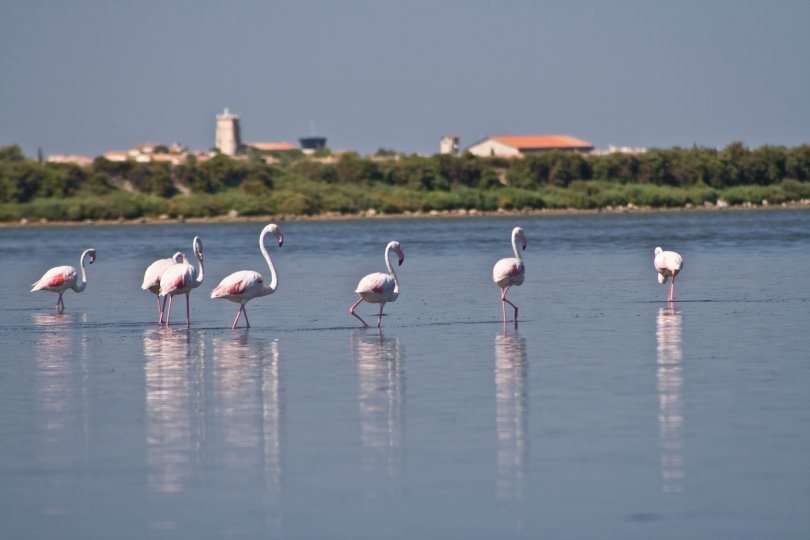 Flamands roses les pieds dans un étang